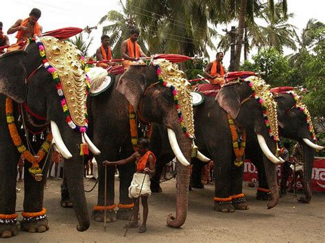 elephant kerala.